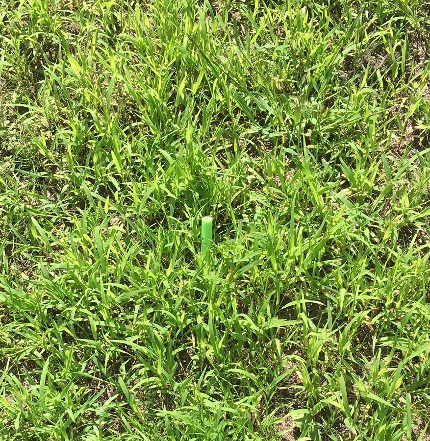 Foam dart in grass